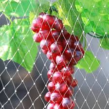 Rete Recinzione Giardino è una rete per uccelli progettata per proteggere alberi da frutto e coltivazioni. Realizzata in plastica resistente