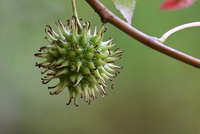 liquidambar