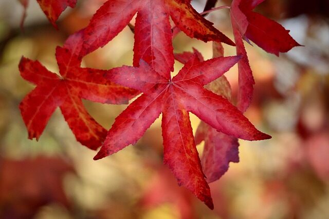 liquidambar