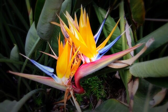 Strelitzia nicolai